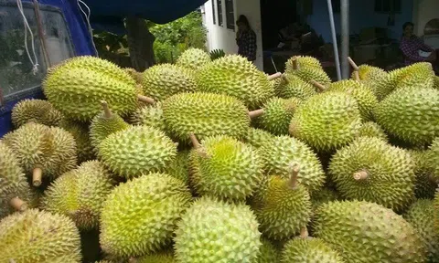 Giá sầu riêng hôm nay 25/10/2025: Thị trường biến động