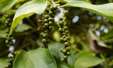 Giá tiêu hôm nay 25/10/2025: Giá tiêu sụt giảm mạnh