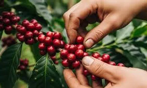 Giá cà phê hôm nay 26/10/2025: Trong nước tăng nhẹ, nối dài chuỗi phục hồi từ đầu tháng 10