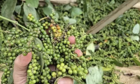 Giá tiêu hôm nay 28/10/2025: Bật tăng mạnh