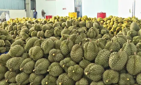 Giá sầu riêng hôm nay 28/10/2025: Một số kho bắt đầu tăng trở lại