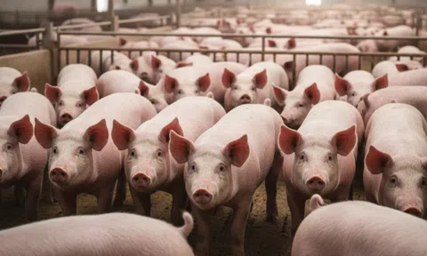 Giá heo hơi hôm nay 29/10/2025: Giảm nhẹ 1.000 đồng/kg tại nhiều địa phương