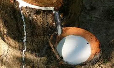 Giá cao su hôm nay 30/10/2025: Giá cao su thế giới neo cao, trong nước đứng giá
