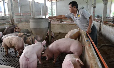 Giá heo hơi hôm nay 30/10/2025: Giá heo hơi giao động trong khoảng 50.000 - 54.000 đồng/kg