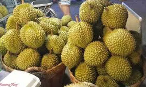 Giá sầu riêng hôm nay 30/10/2025: Miền Tây chững lại, Tây Nguyên giữ giá cao