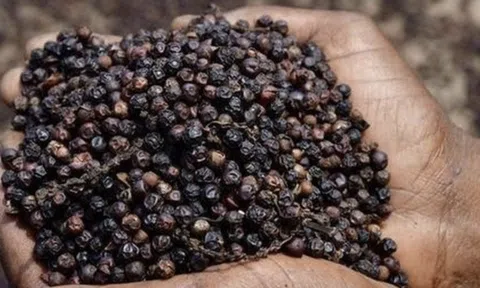 Giá tiêu hôm nay 30/10/2025: Tăng 1.000 đồng/kg tại nhiều địa phương