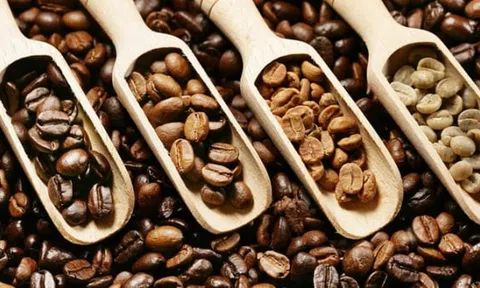 Giá cà phê hôm nay 31/10/2025: Lâm Đồng vượt ngưỡng 116.700 đồng/kg, thị trường bùng nổ