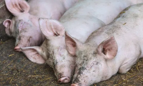 Giá heo hơi hôm nay 1/11/2025: Giá heo tiếp tục xu hướng giảm