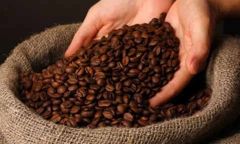 Giá cà phê hôm nay 2/11/2025: Tăng mạnh 1.500 đồng/kg
