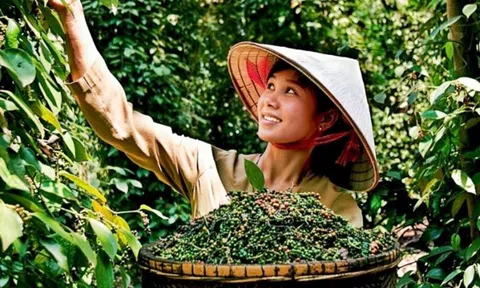 Giá tiêu hôm nay 2/11/2025: Tăng nhẹ lên 147.000 đồng/kg, triển vọng xuất khẩu sáng cuối năm