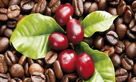 Giá cà phê hôm nay 4/11/2025: Tăng 200 đồng/kg