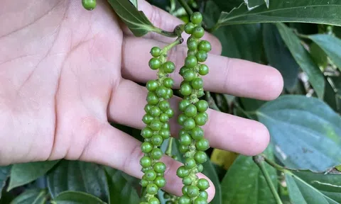 Giá tiêu hôm nay 5/11/2025: Hồ tiêu sụt giảm