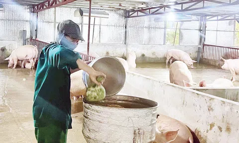 Phú Thọ: Chăn nuôi lợn vẫn còn gặp khó khăn do ảnh hưởng của bệnh dịch tả lợn Châu Phi