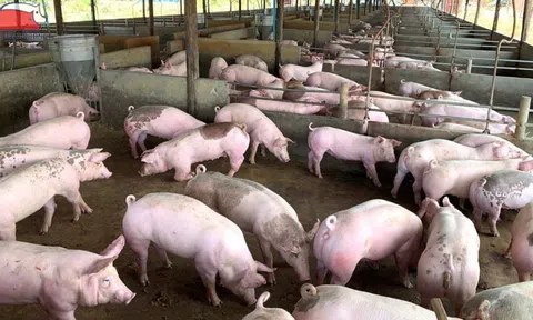 Giá heo hơi hôm nay 6/11/2025: Thị trường giảm mạnh, 51.000 đồng/kg là mức cao nhất được ghi nhận