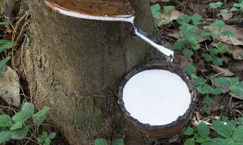 Giá cao su hôm nay 7/11/2025: Giá cao su tại các thị trường chính đảo chiều giảm