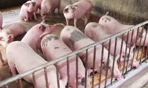 Giá heo hơi hôm nay 7/11/2025: Tiếp đà giảm, miền Bắc xuống dưới 50.000 đồng/kg