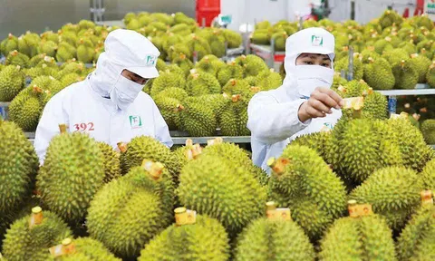 Giá sầu riêng hôm nay 7/11/2025: Thị trường giảm