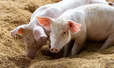 Giá heo hơi hôm nay 8/11/2025: Miền Bắc giảm sâu dưới 50.000 đồng/kg, thị trường chưa có dấu hiệu hồi phục