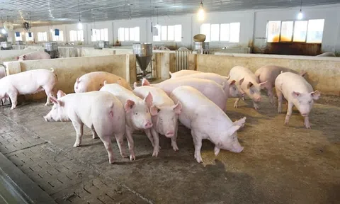 Giá heo hơi hôm nay 9/11/2025: Giá heo hơi dao động trong khoảng 48.000 - 51.000 đồng/kg