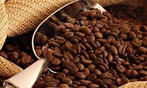 Giá cà phê hôm nay 10/11/2025: Trong nước neo ở mức cao