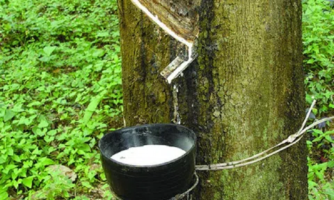 Giá cao su hôm nay 10/11/2025: Trong nước ổn định, thế giới tăng