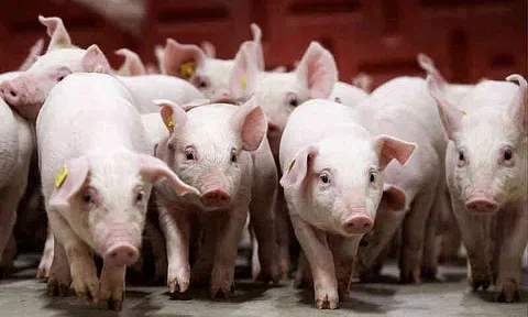 Giá heo hơi hôm nay 10/11/2025: Giá heo hơi lặng sóng ở cả 3 miền trên cả nước