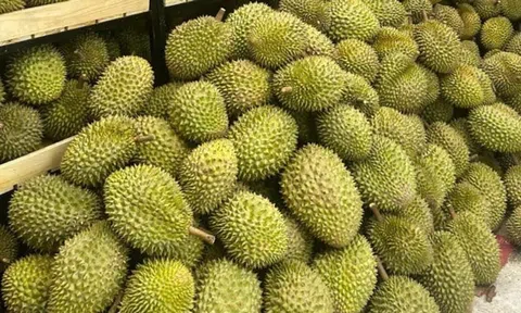 Giá sầu riêng hôm nay 10/11/2025: Thị trường khởi sắc