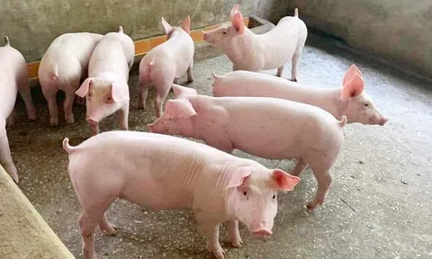 Giá heo hơi hôm nay 11/11/2025: Miền Bắc và miền Trung đồng loạt giảm