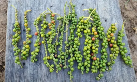 Giá tiêu hôm nay 11/11/ 2025: Hồ tiêu neo cao