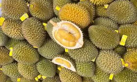 Giá sầu riêng hôm nay 12/11/2025: Sầu Thái chạm mốc 100.000 đồng/kg