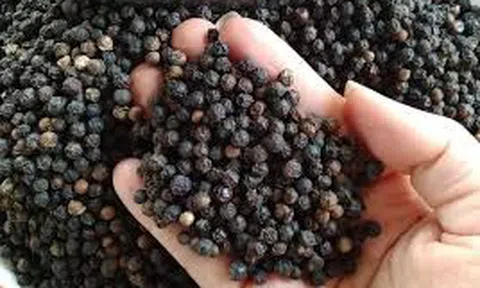 Giá tiêu hôm nay 13/11/2025: Đắk Lắk và Đắk Nông cùng giảm về mốc 146.000 đồng/kg