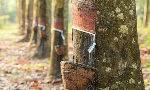 Giá cao su hôm nay 14/11/2025: Duy trì đà tăng