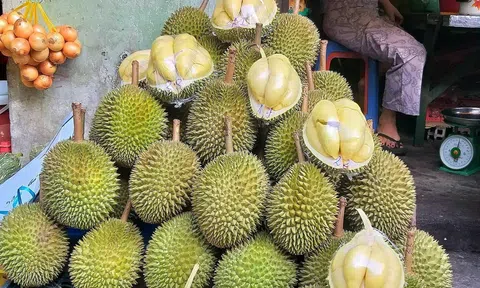 Giá sầu riêng hôm nay 15/11/2025: Biến động trái chiều