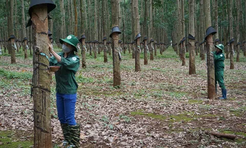 Giá cao su hôm nay 18/11/2025: Trong nước ổn định, thế giới tăng