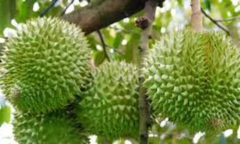 Giá sầu riêng hôm nay 19/11/2025: Sầu riêng Thái chạm đỉnh 115.000 đồng/kg