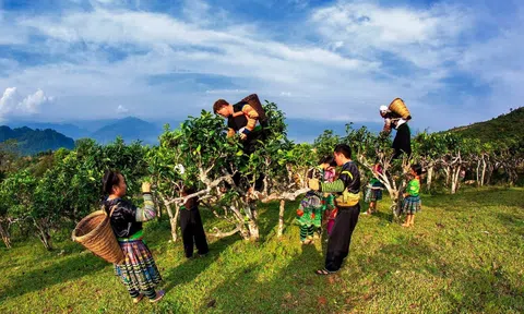 Lễ hội Trà Shan tuyết tỉnh Lào Cai 2025: Điểm nhấn văn hóa – du lịch – nông nghiệp tiêu biểu