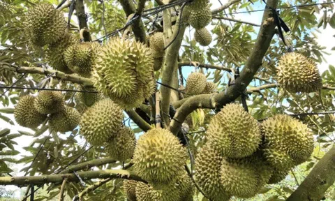 Giá sầu riêng hôm nay 20/11/2025: Thị trường ổn định