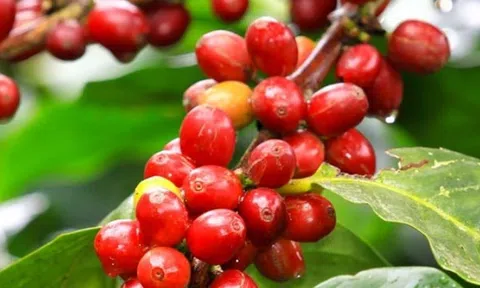 Giá cà phê hôm nay 21/11/2025: Đảo chiều giảm mạnh