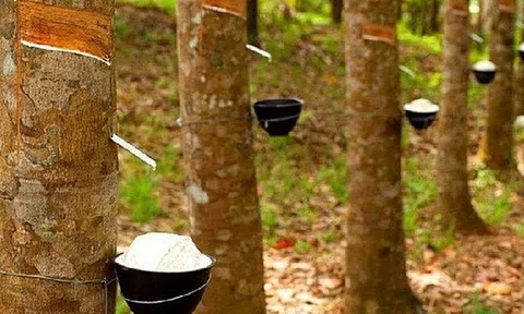 Giá cao su hôm nay 21/11/2025: Trong nước bình ổn