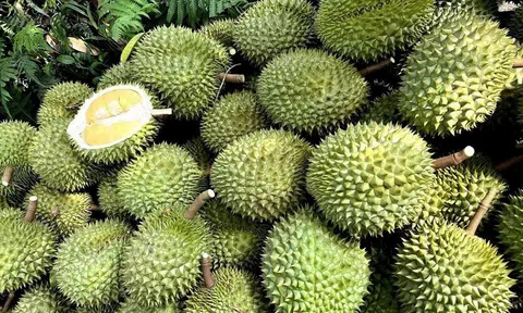 Giá sầu riêng hôm nay 21/11/2025: Sầu riêng Thái duy trì mức 115.000 đồng/kg