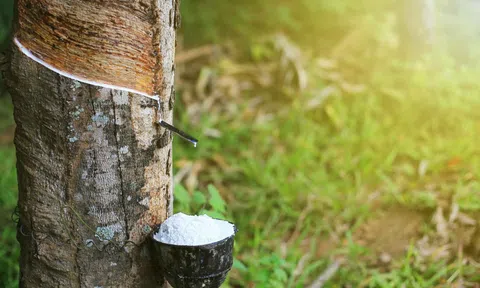 Giá cao su hôm nay 22/11/2025: Giá cao su thế giới biến động trái chiều