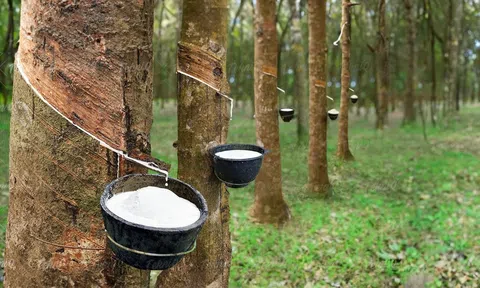 Giá cao su hôm nay 23/11/2025: Các sàn châu Á đồng loạt tăng, Tocom lập đỉnh mới trong tuần