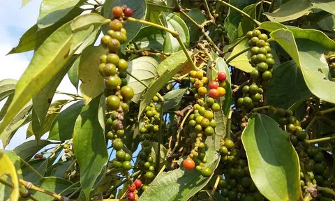 Giá tiêu hôm nay 23/11/2025: Tăng nhẹ 500 đồng/kg, thị trường trong nước giữ xu hướng tích cực