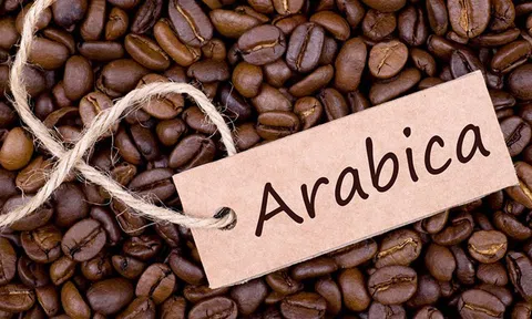 Giá cà phê hôm nay 24/11/2025: Nội địa tạm chững lại, thế giới tiếp tục lao dốc