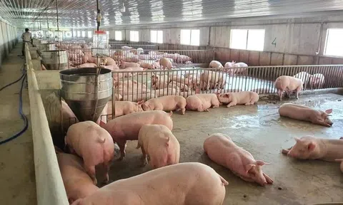 Giá heo hơi hôm nay 24/11/2025: Miền Bắc giữ đà tăng nhanh, mức 54.000 đồng/kg trở lại thị trường