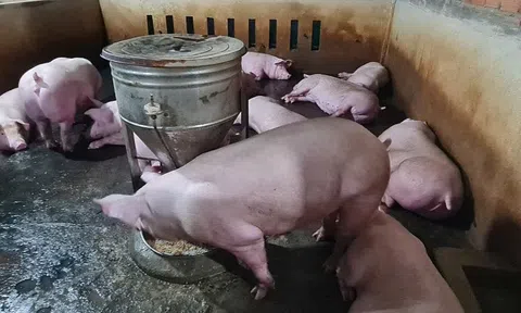 Giá heo hơi hôm nay 25/11/2025: Miền Bắc vững đỉnh, miền Nam đuổi sát nút