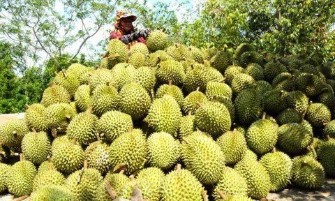 Giá sầu riêng hôm nay 25/11/2025: Thị trường biến động