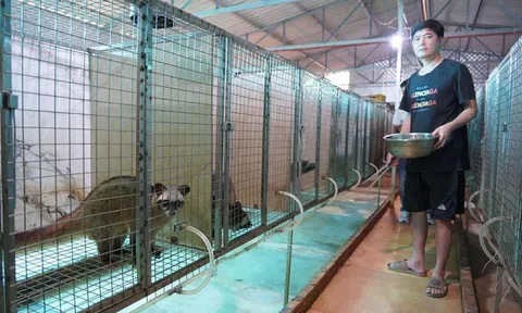 Thanh niên khởi nghiệp thành công từ mô hình nuôi cầy hương