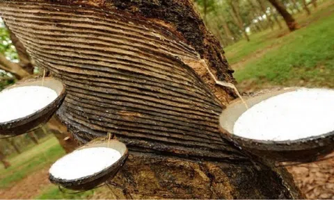 Giá cao su hôm nay 27/11/2025: Tăng ở Thượng Hải và Singapore