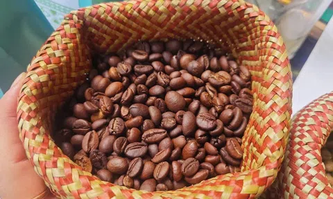 Giá cà phê hôm nay 28/11/2025: Cà phê nội địa quay đầu giảm